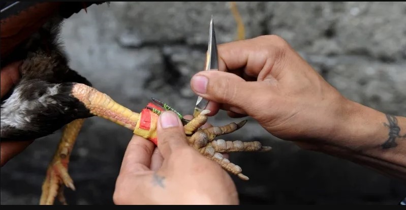 Hướng Dẫn Tham Gia Đá Gà Cựa Dao Trực Tuyến Tại 88BET